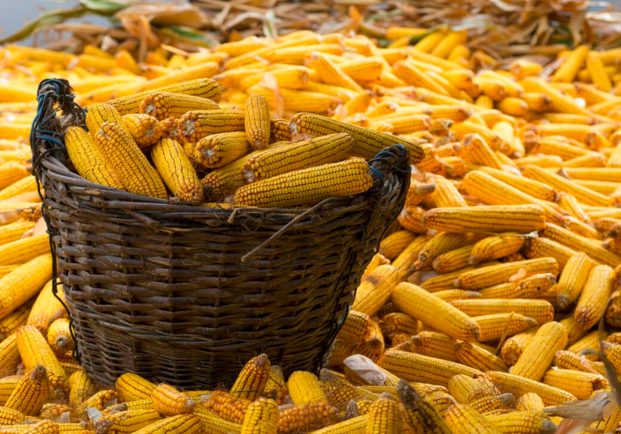 玉米供求關(guān)系影響著價(jià)格，2022年我國玉米播種面積和產(chǎn)量或?qū)⒊掷m(xù)增加(圖1)