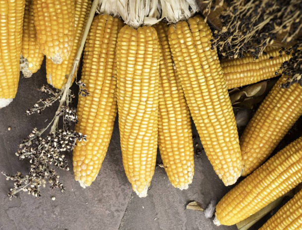 玉米供求關(guān)系影響著價(jià)格，2022年我國玉米播種面積和產(chǎn)量或?qū)⒊掷m(xù)增加(圖2)