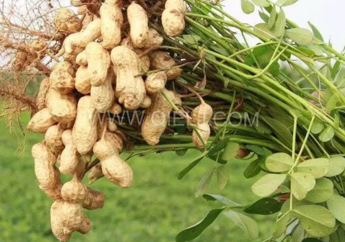 企鵝機械提供全套花生油提取設備，服務周到獲稱贊(圖1)