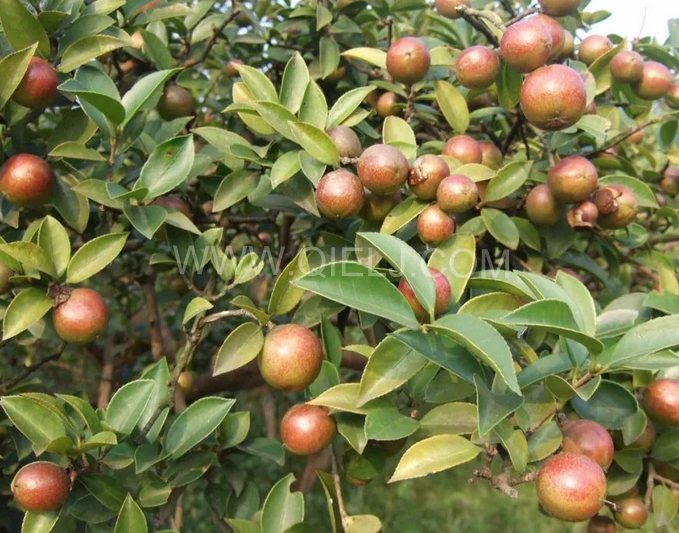 茶籽油壓榨設(shè)備認(rèn)準(zhǔn)企鵝機(jī)械，性能穩(wěn)定操作便利(圖1)